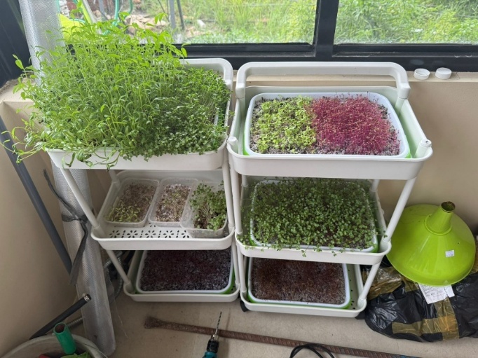 A group of plants in containers

AI-generated content may be incorrect.